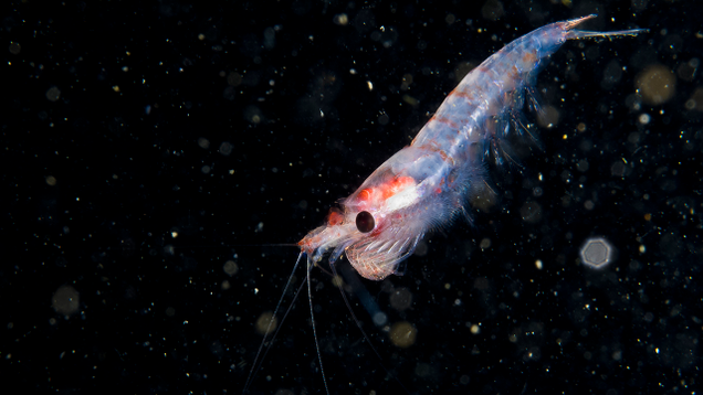 Illustration for article titled 10 Krill That Daddy
Likey